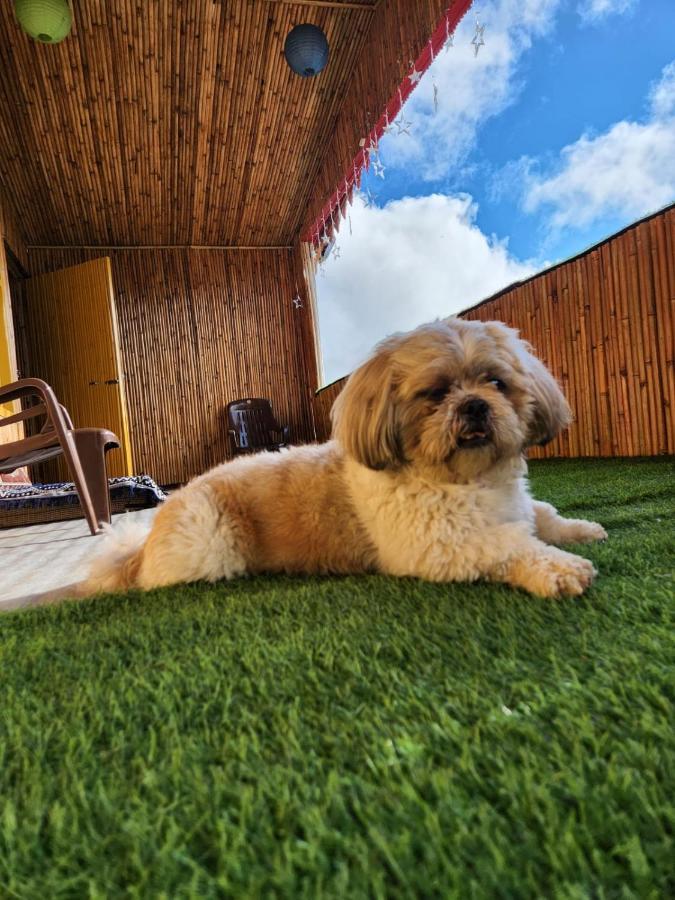 Pahaadi Dhun Homestay Chamba  エクステリア 写真